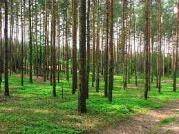 Lasy Iławskie